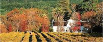 Groot Constantia Vineyard 202x84